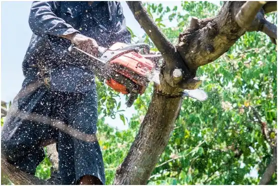 tree services Star Prairie